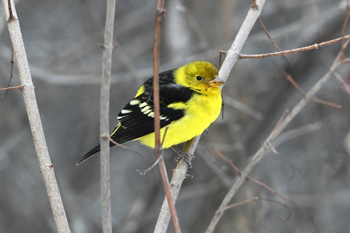 Western Tanager - ML613686560
