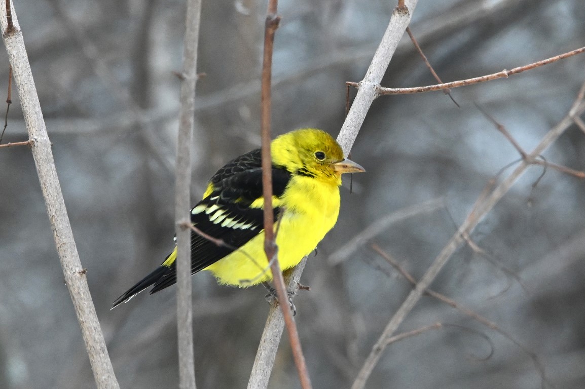 Western Tanager - ML613686561