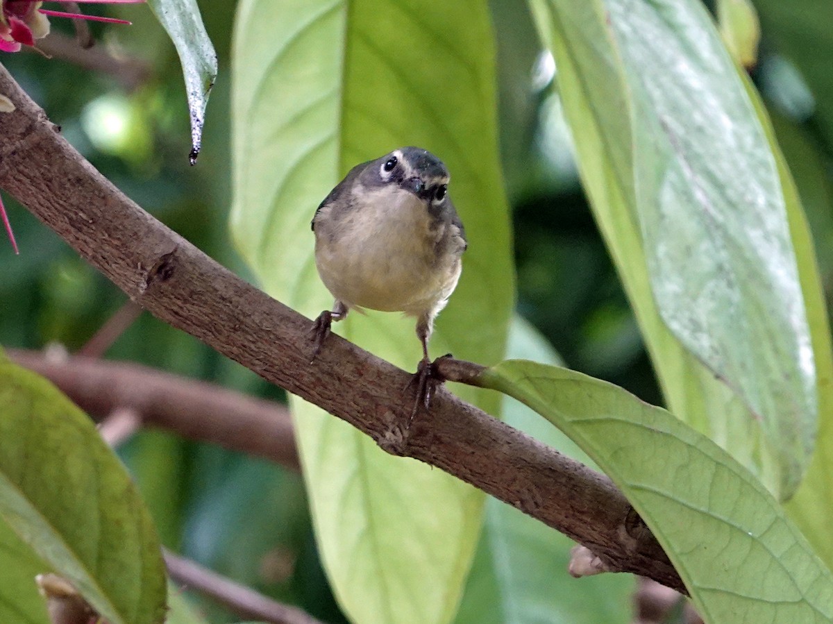 Cape May Warbler - Porfi Correa