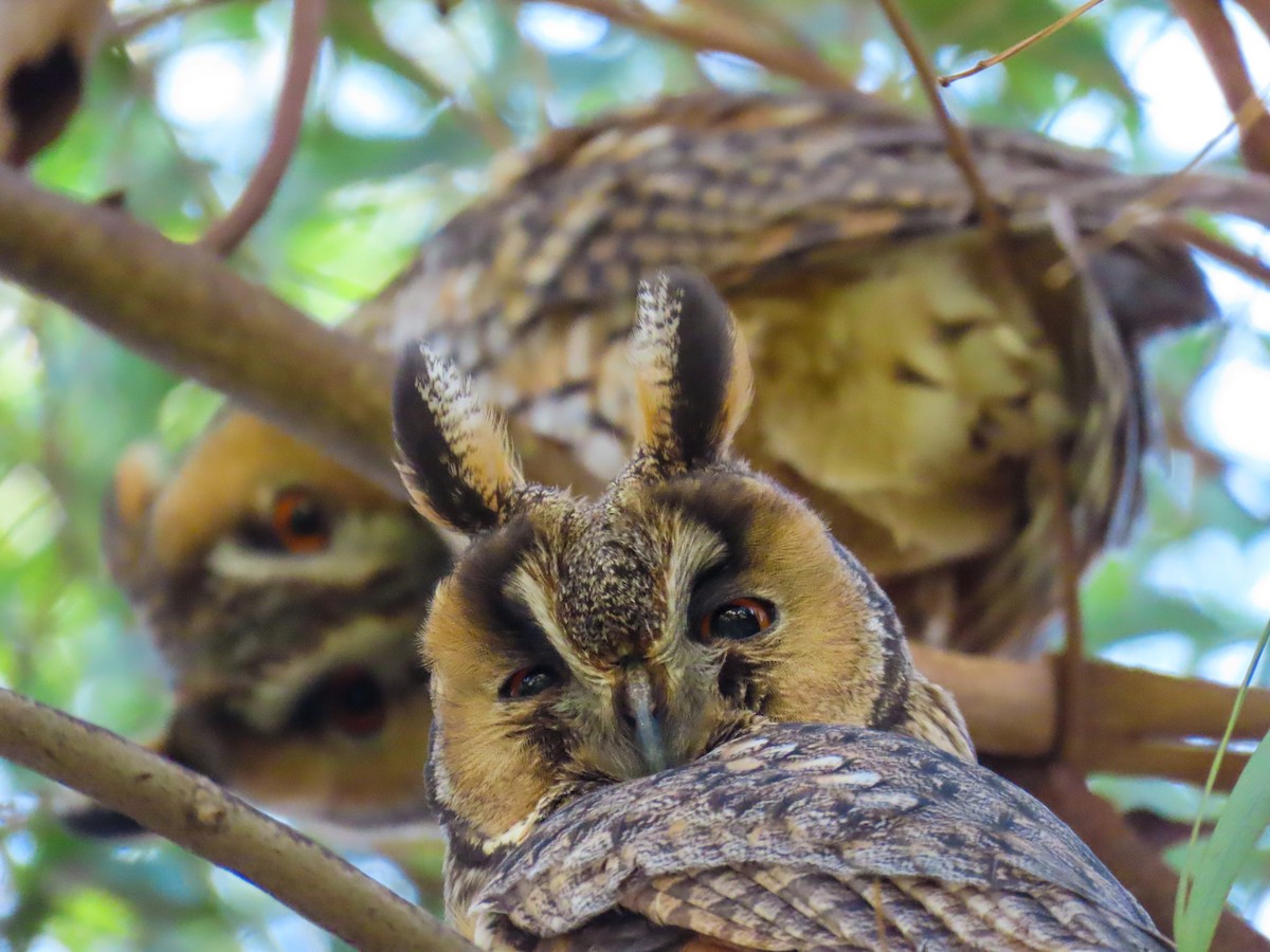 Long-eared Owl - ML613686565