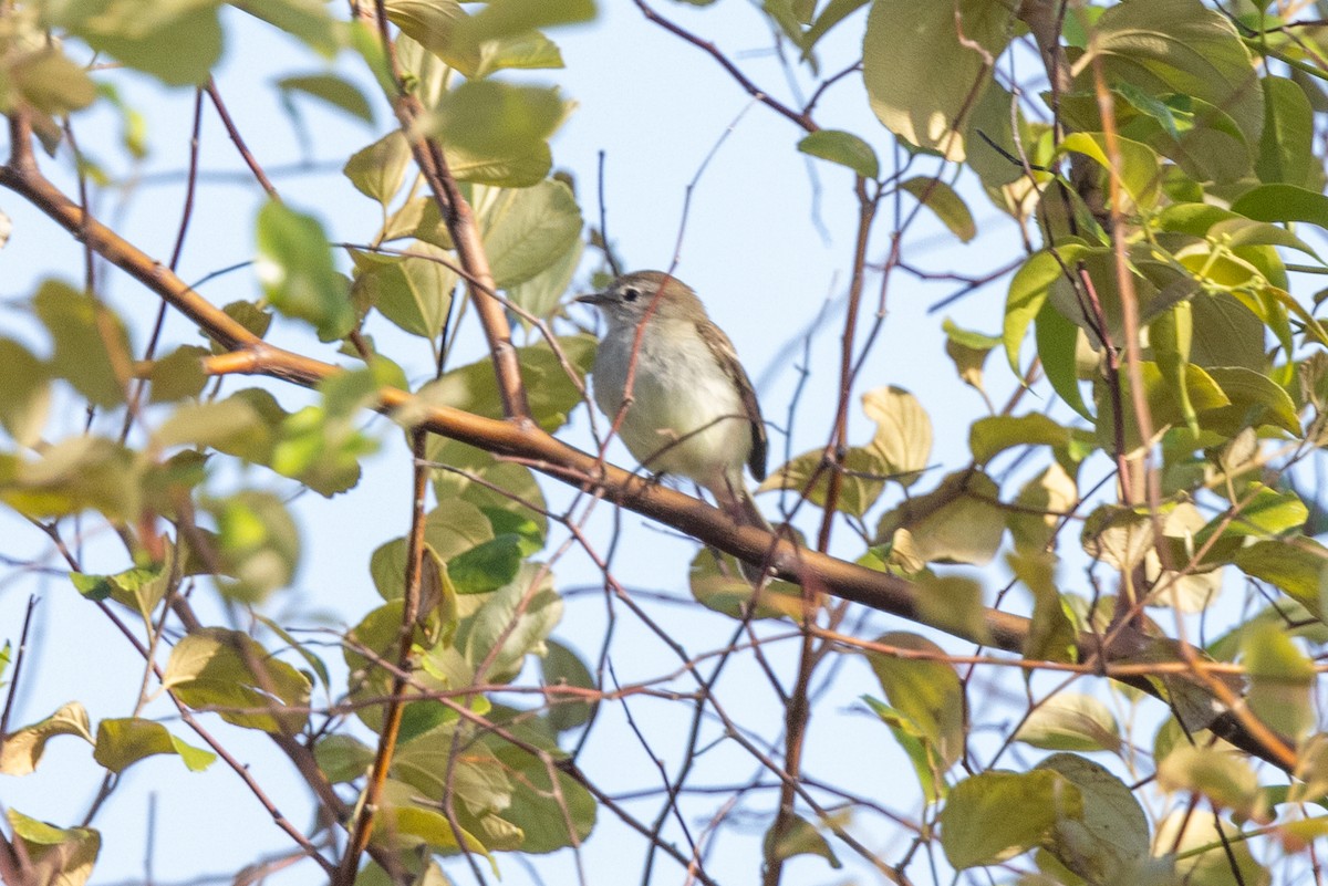 Northern Mouse-colored Tyrannulet - ML613686591