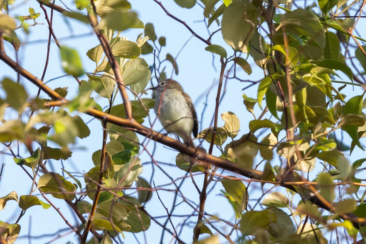 Northern Mouse-colored Tyrannulet - ML613686592