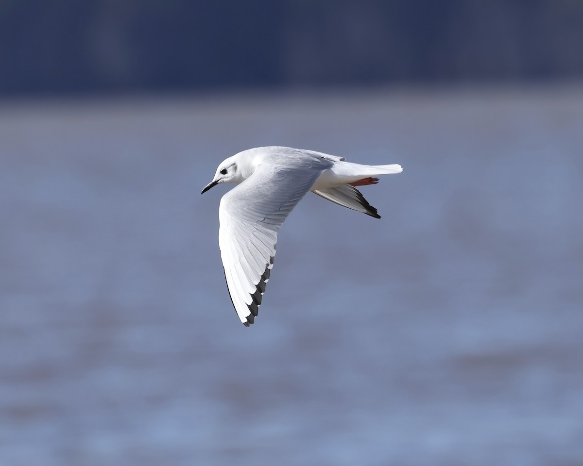 Bonaparte's Gull - ML613686629