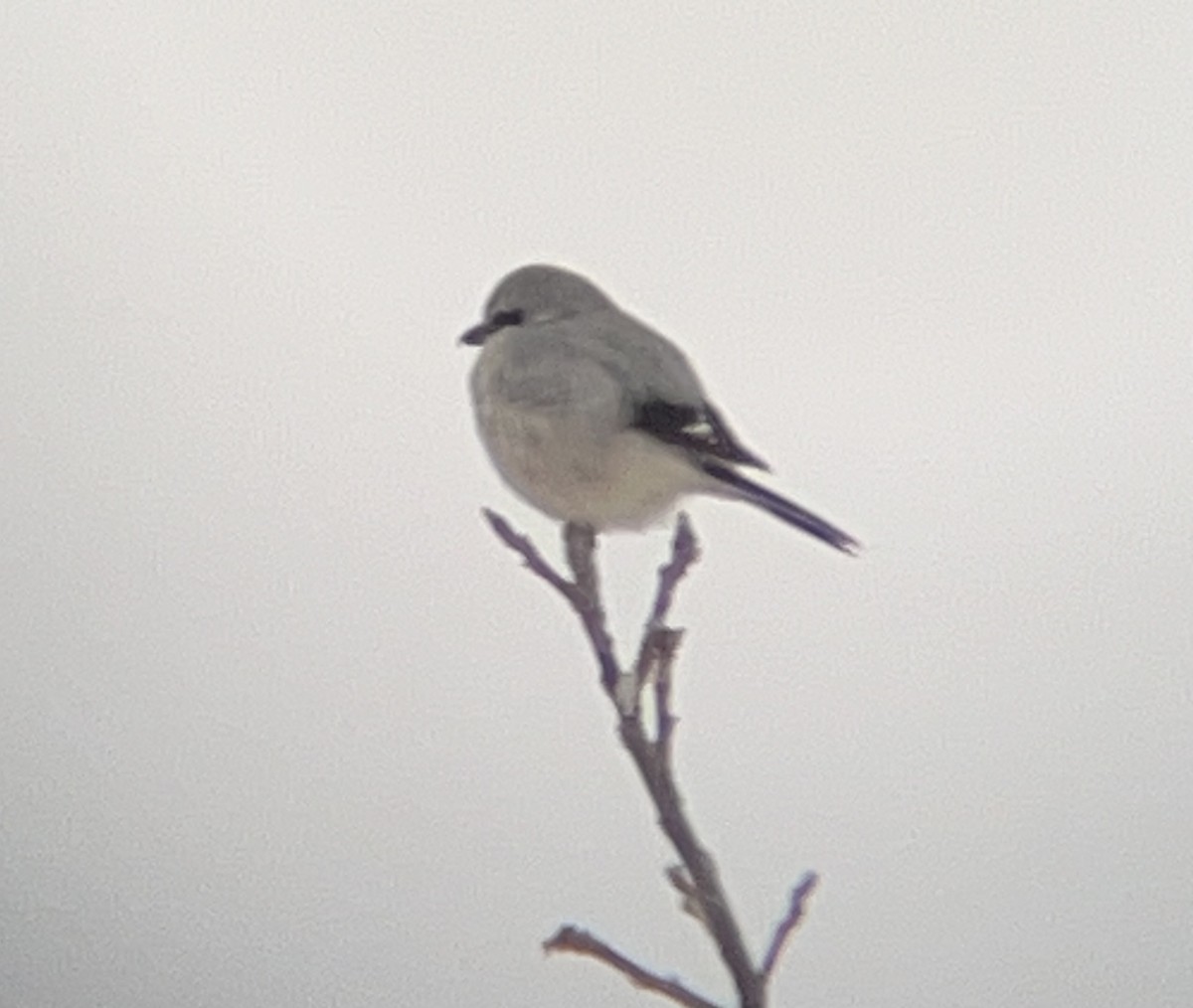 Northern Shrike - ML613686688