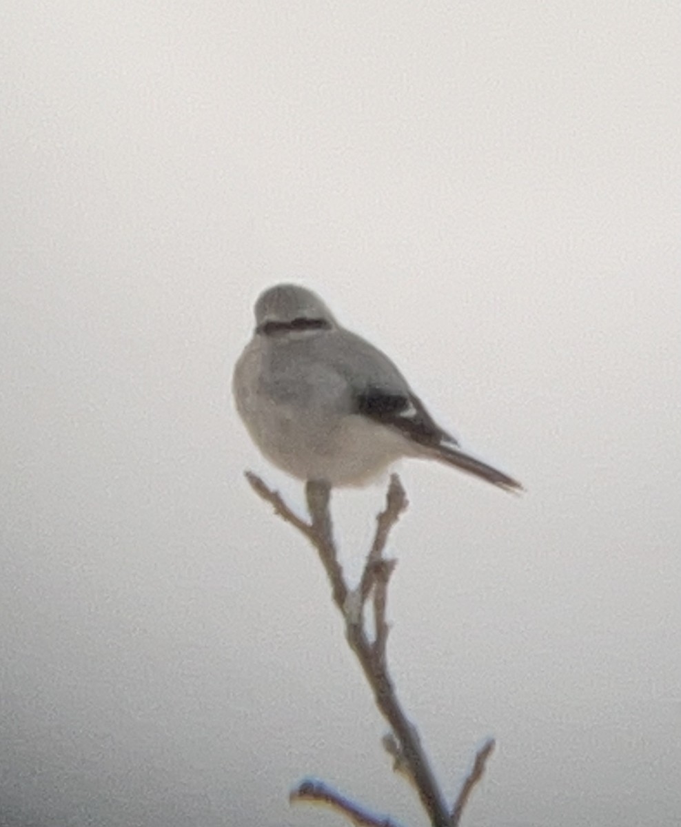 Northern Shrike - ML613686689