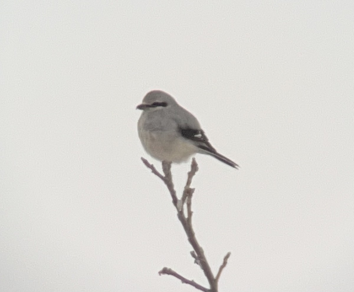 Northern Shrike - Wendy VanDeWalle 🦉