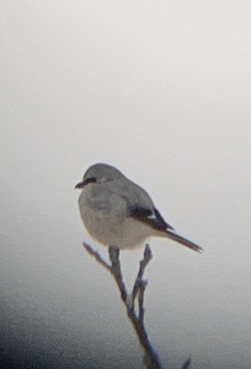 Northern Shrike - ML613686691