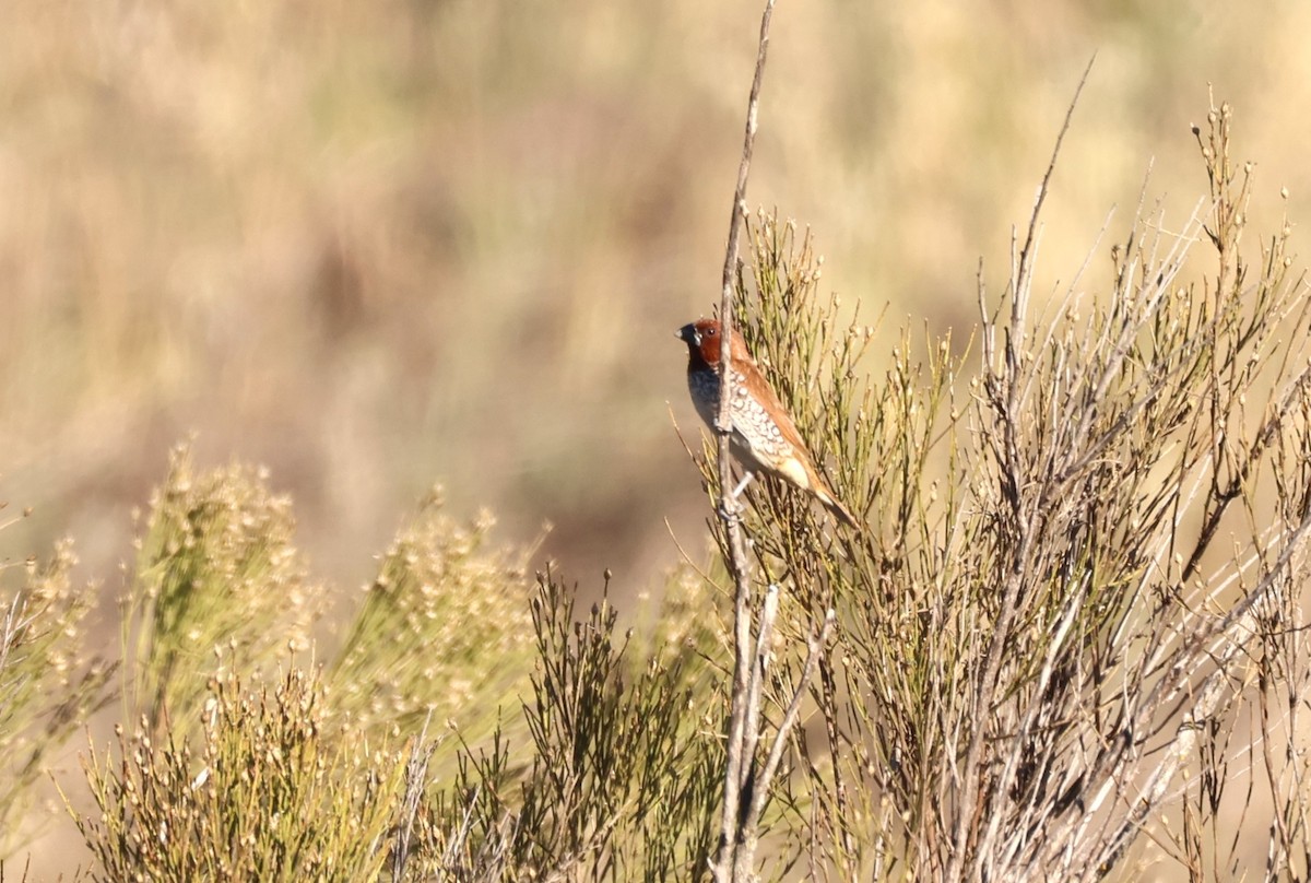 Scaly-breasted Munia - Millie and Peter Thomas