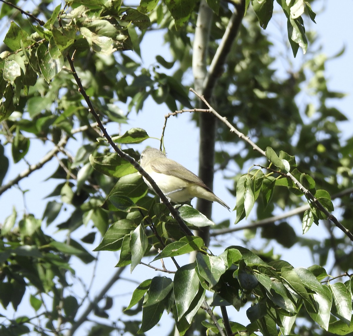 Warbling Vireo - ML613686754