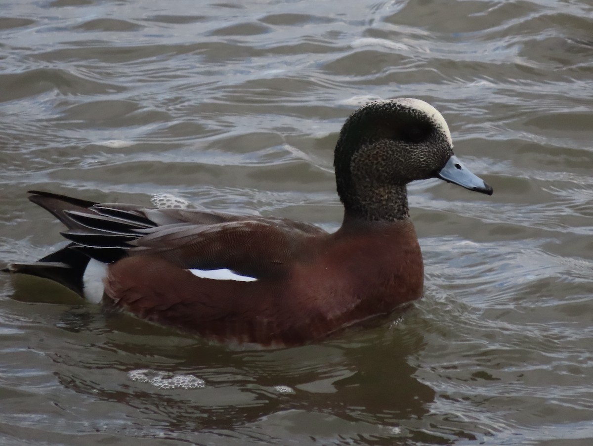 American Wigeon - Hilda Livingstone