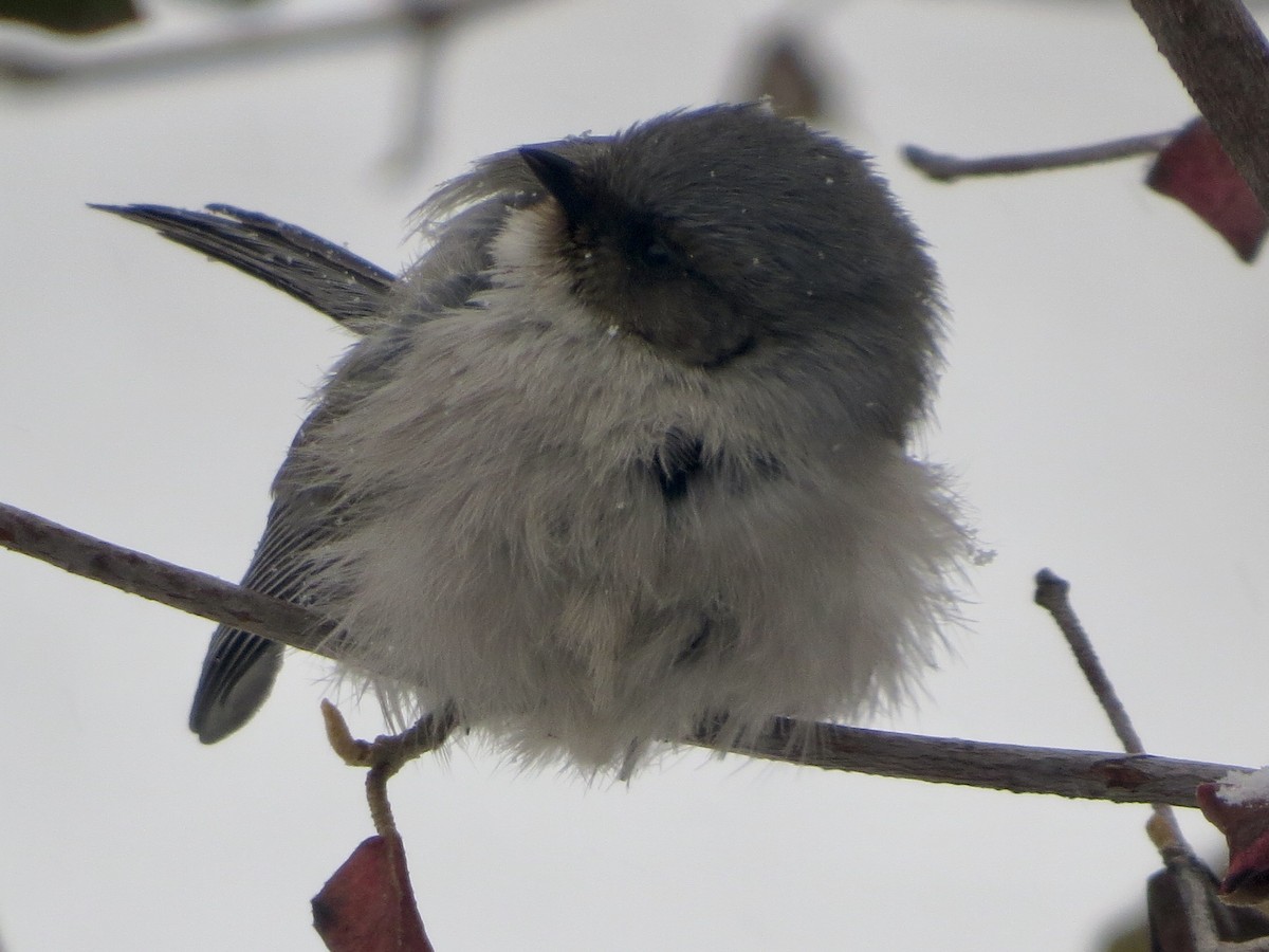 Bushtit (Interior) - ML613686806