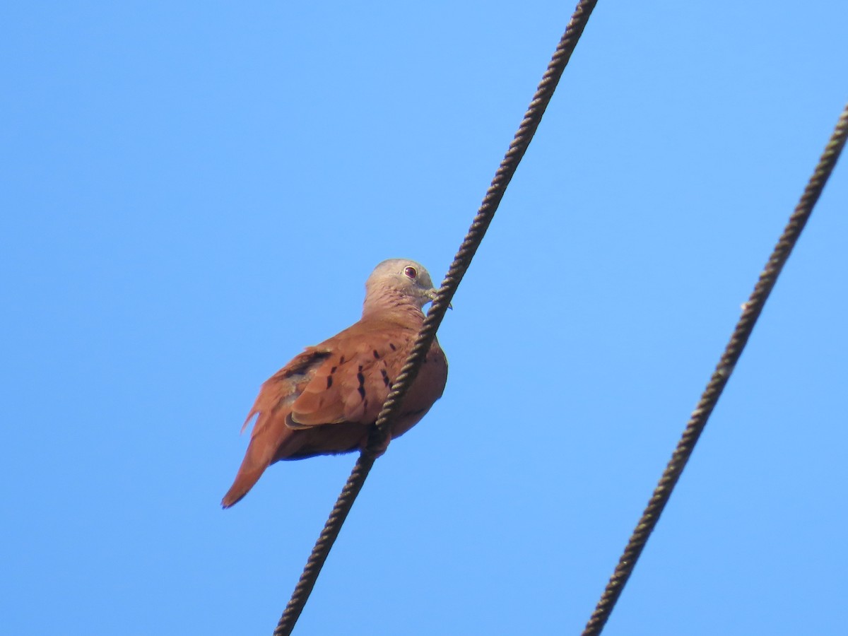 Ruddy Ground Dove - ML613686807