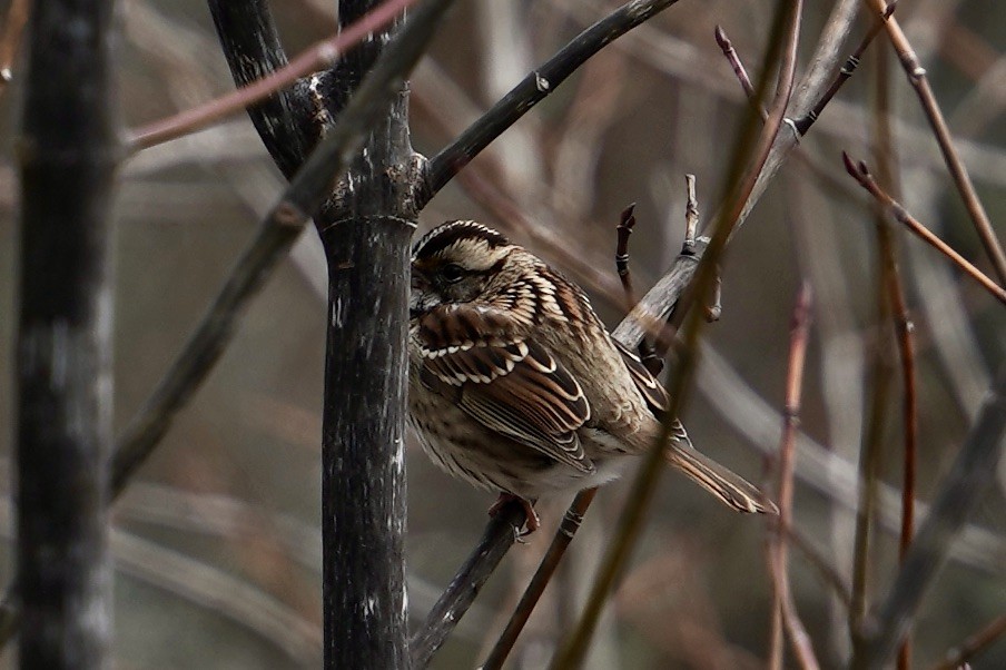 White-throated Sparrow - Nate W