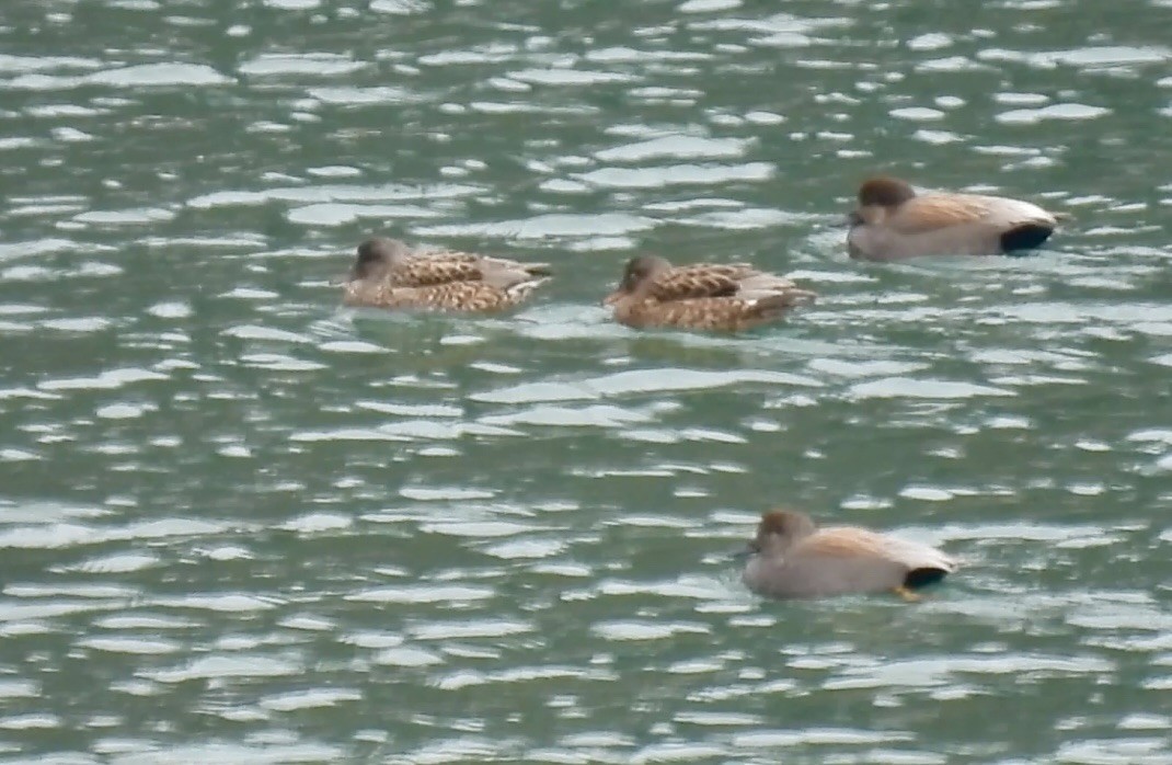 Gadwall - ML613686862