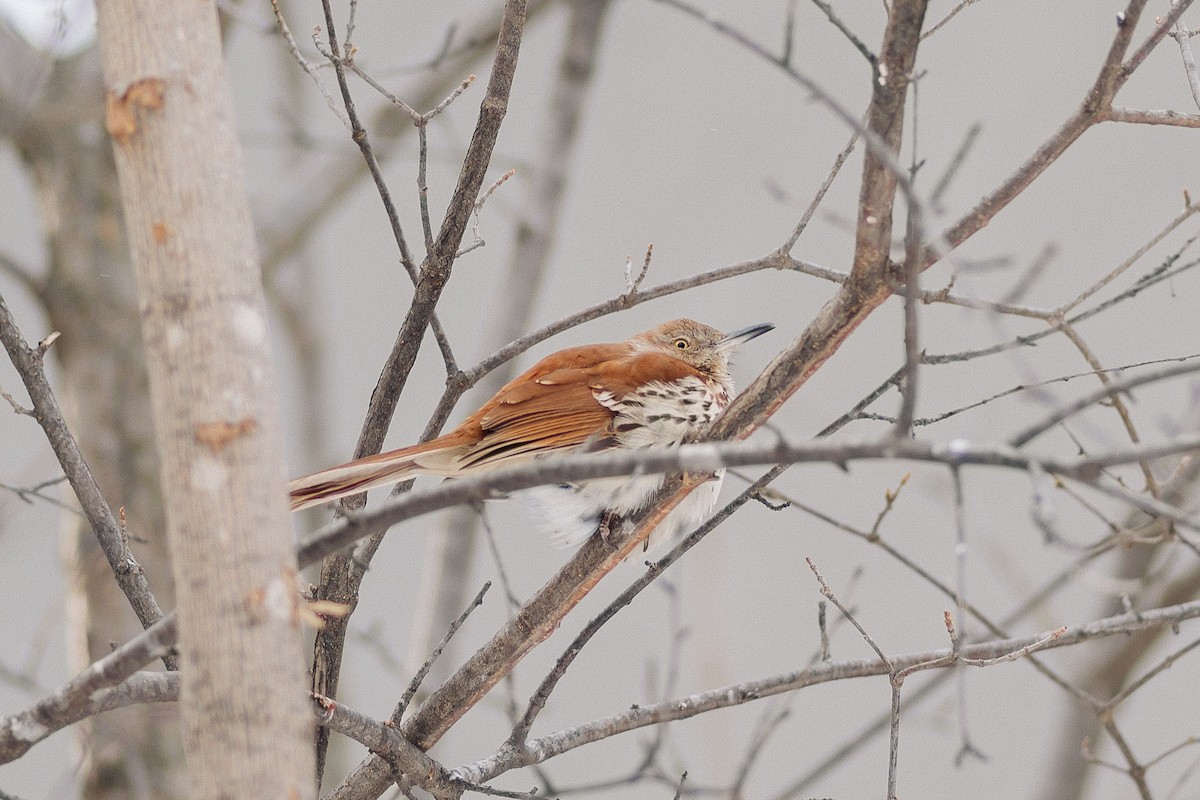 Brown Thrasher - ML613686879