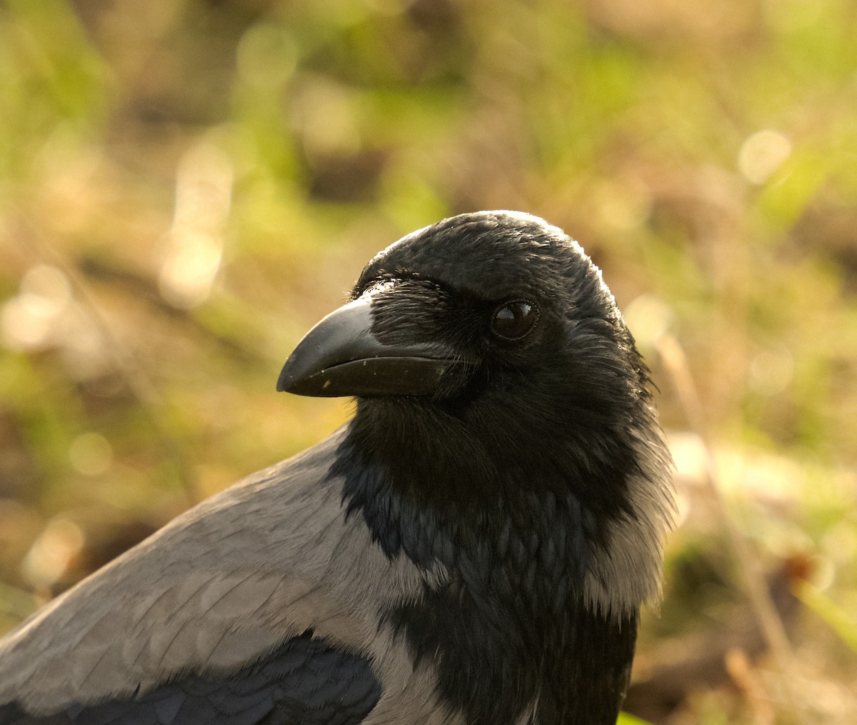 Hooded Crow - ML613686940