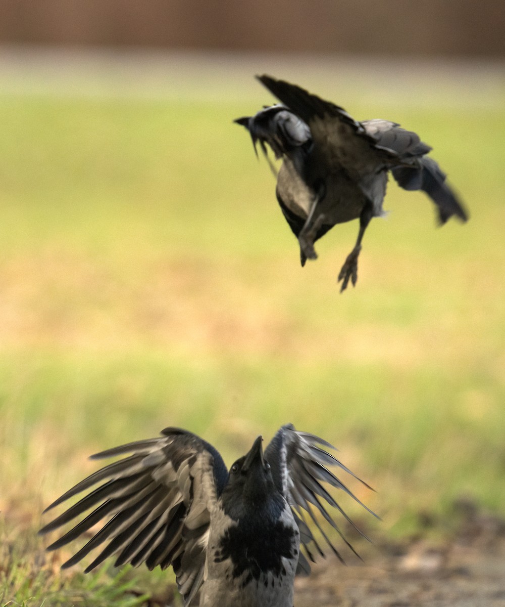 Hooded Crow - ML613686950