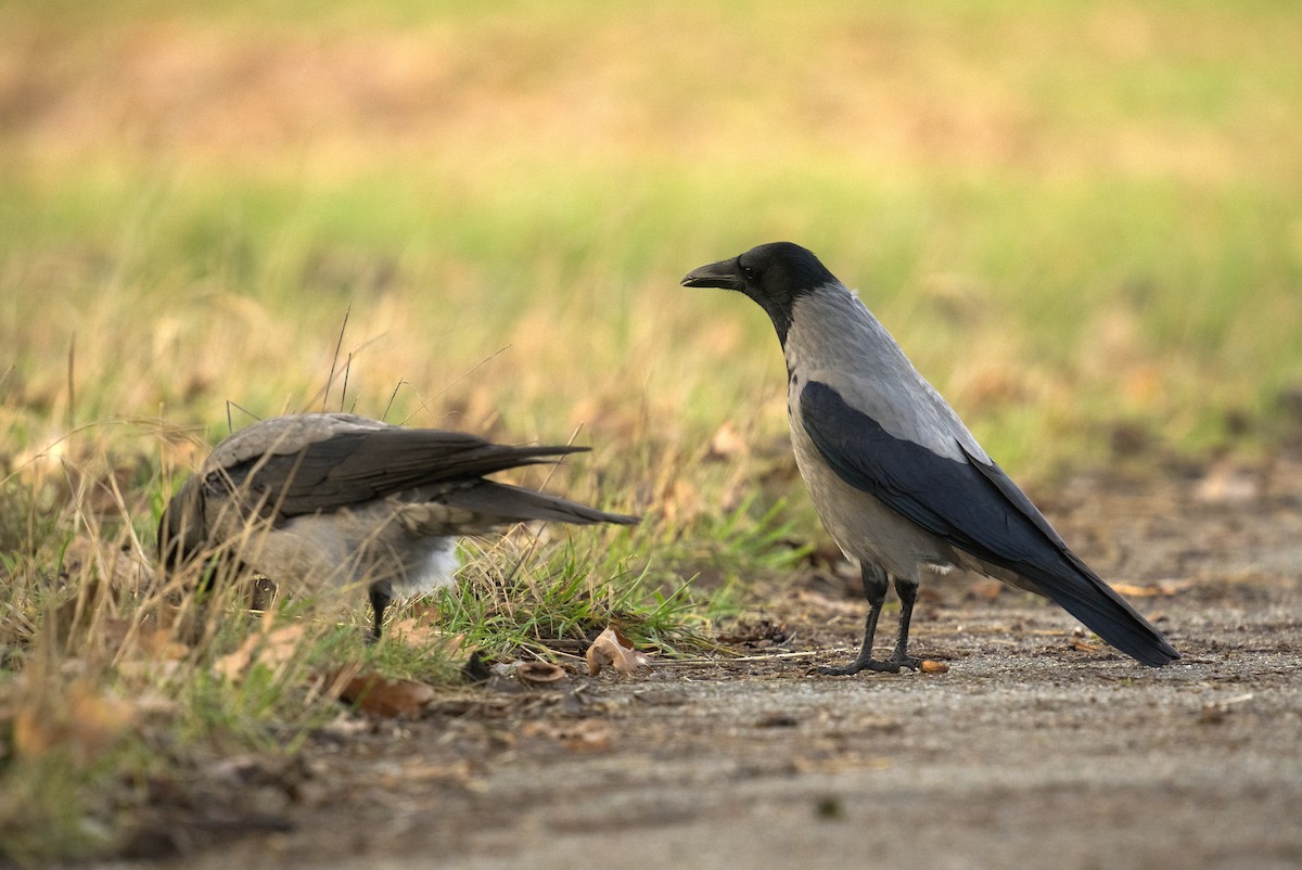 Hooded Crow - ML613686964