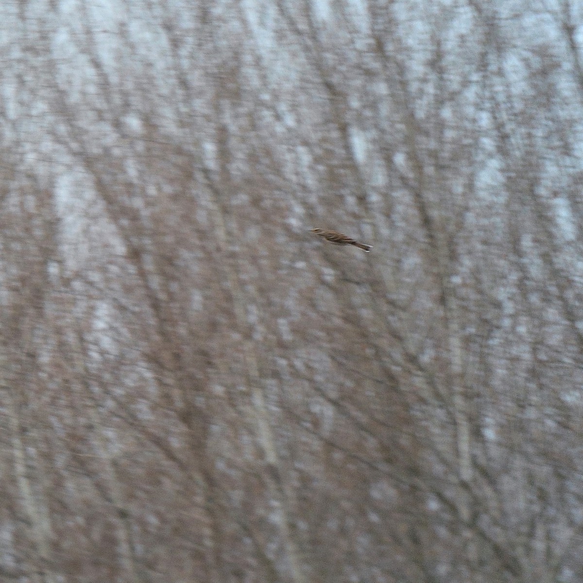 Water Pipit - Dragan Simic