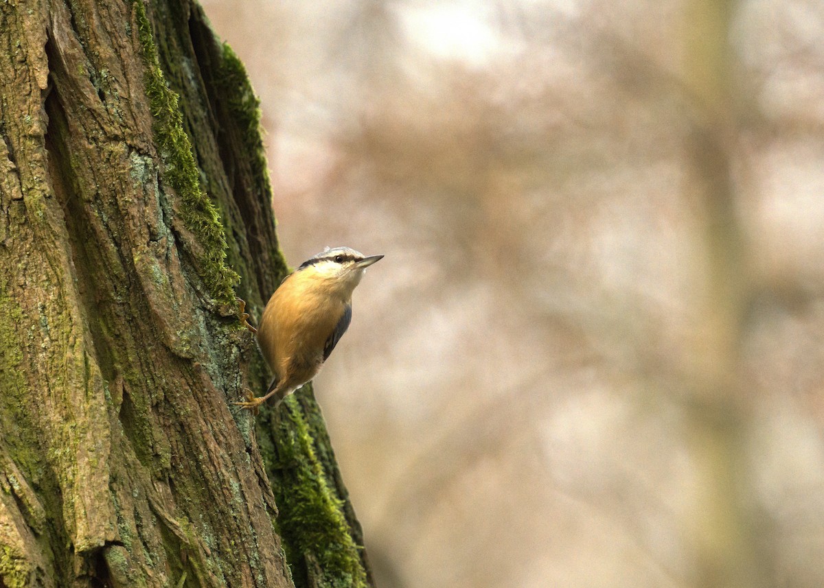 Eurasian Nuthatch - ML613687023