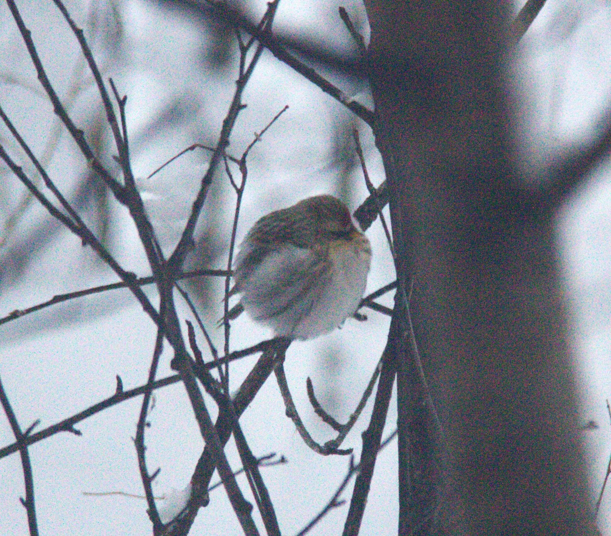 Hoary Redpoll - ML613687036