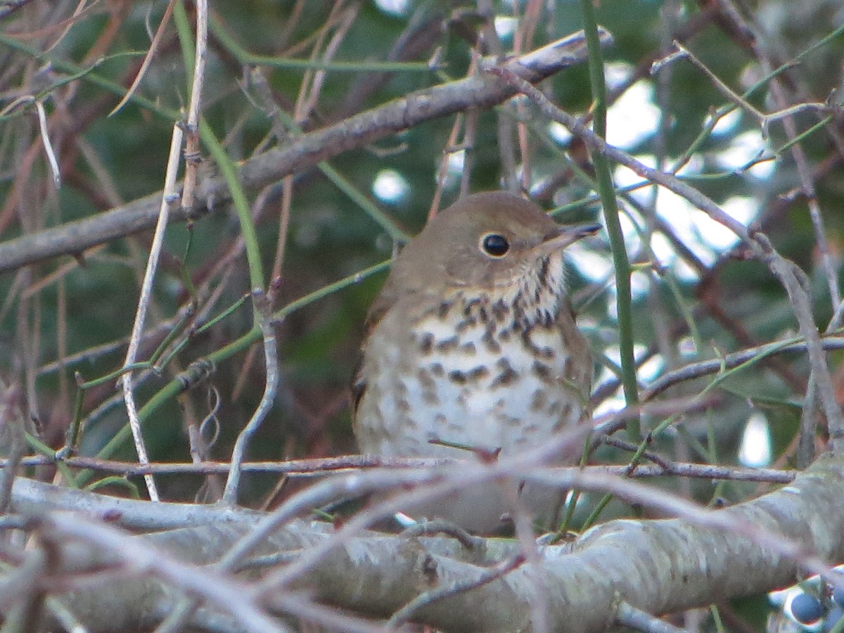 Hermit Thrush - ML613687046