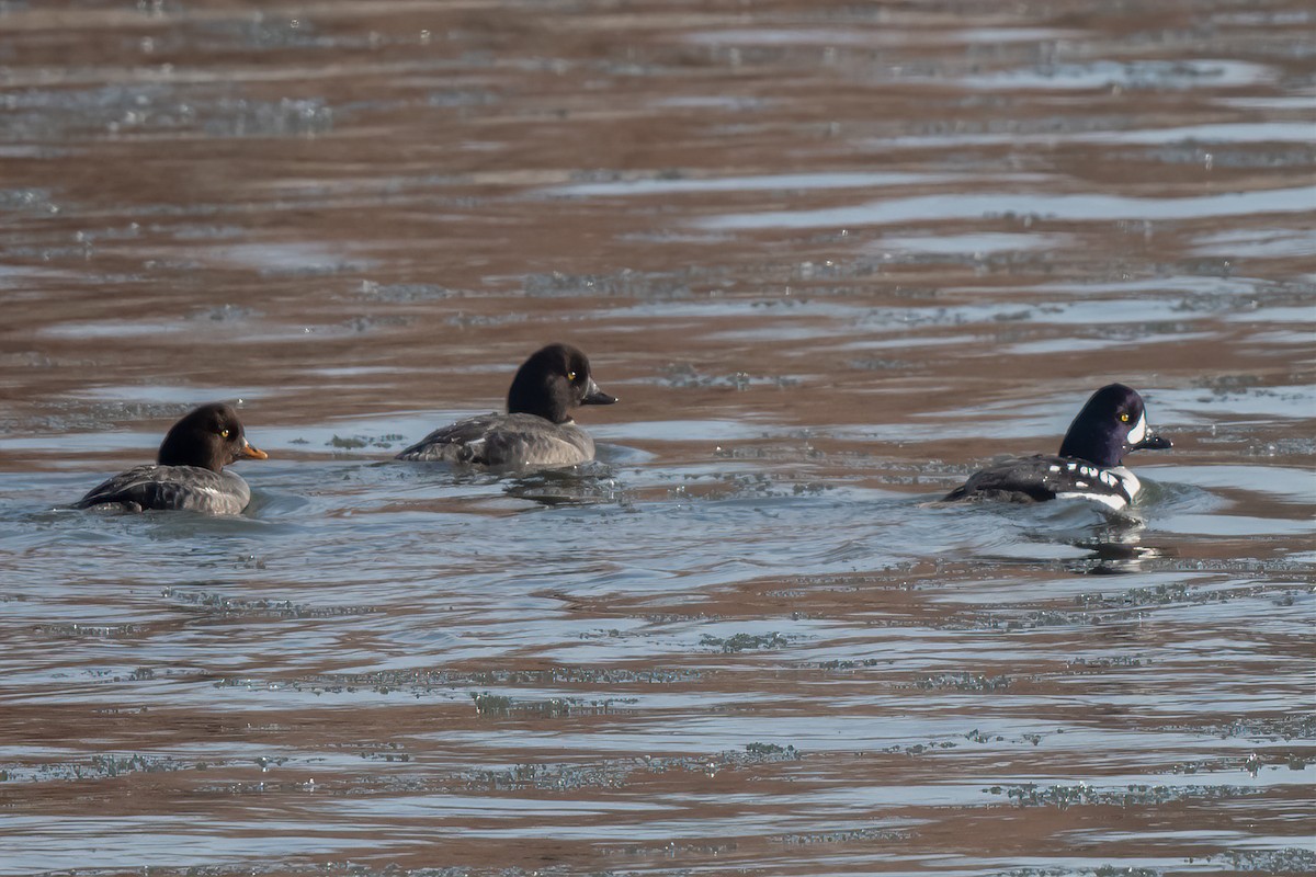 Barrow's Goldeneye - ML613687083