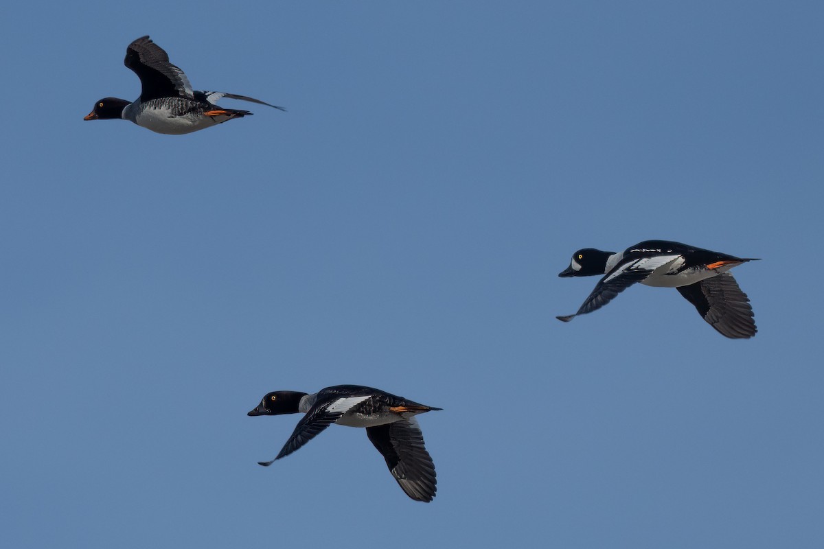 Barrow's Goldeneye - ML613687095