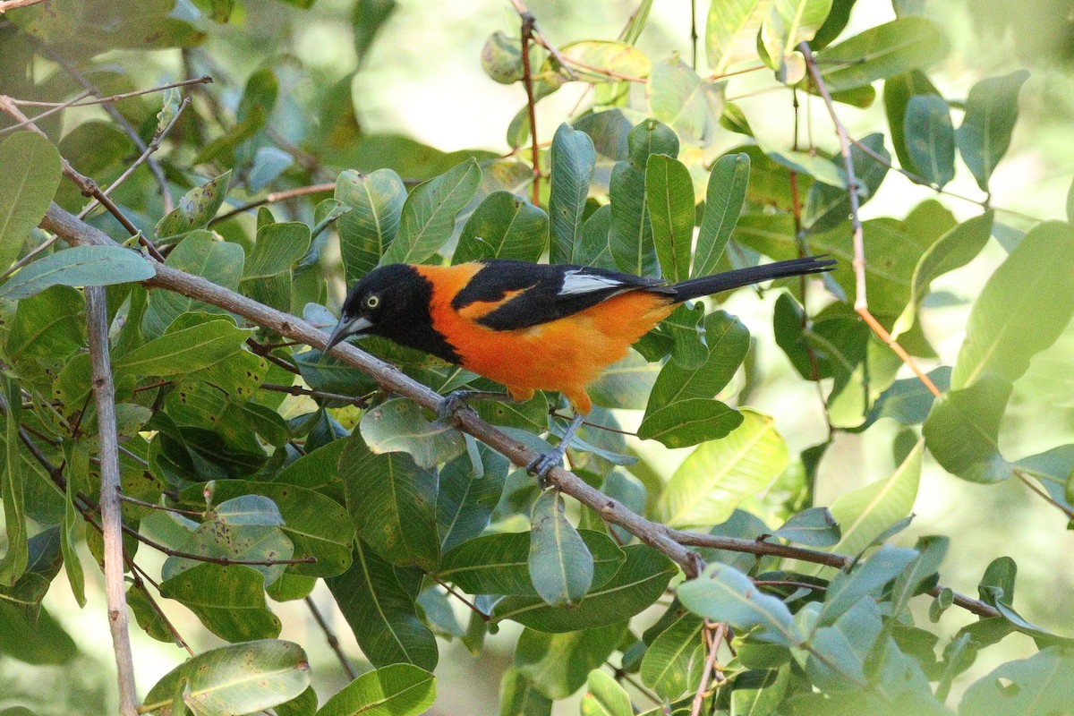 Campo Troupial - ML613687134