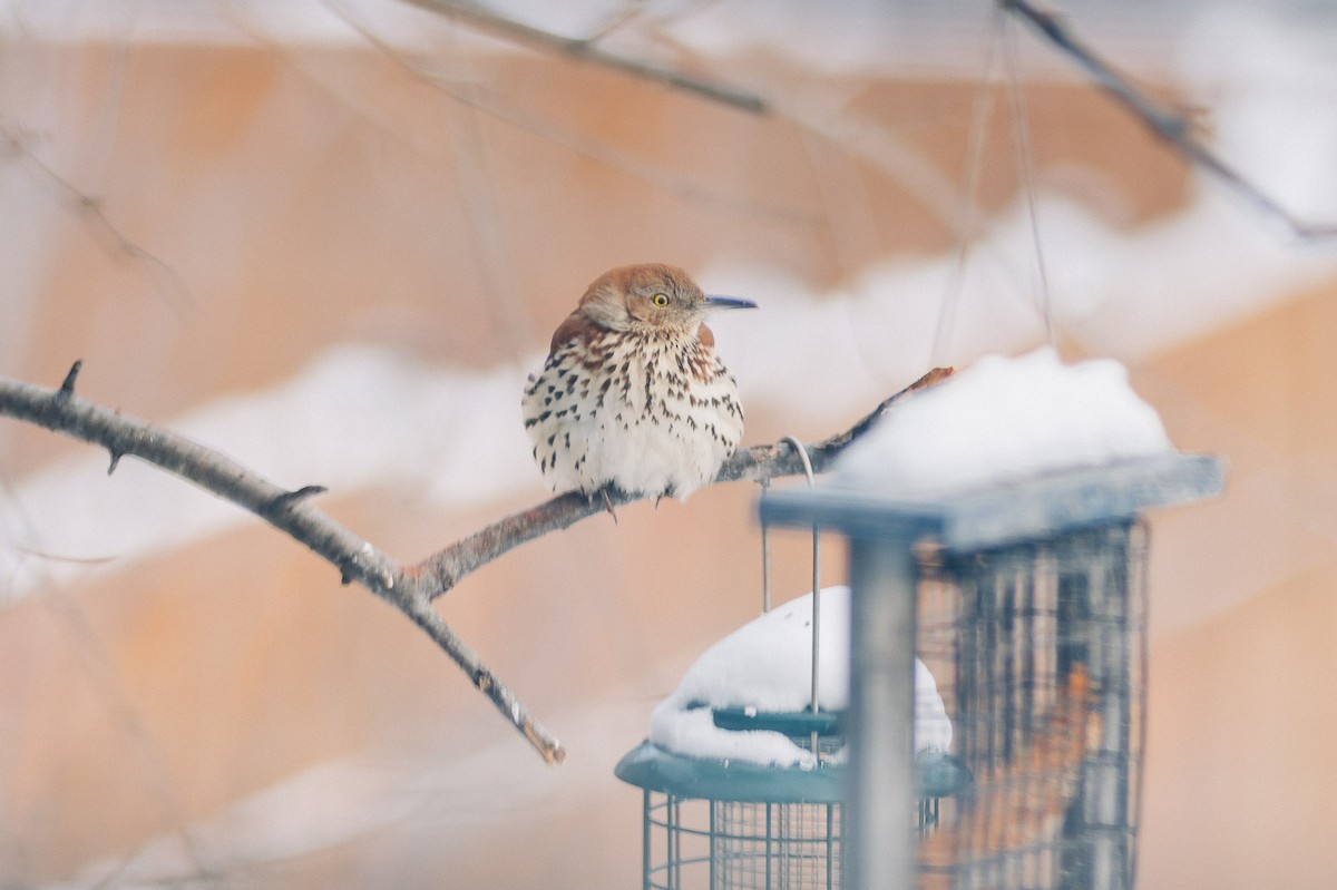 Brown Thrasher - ML613687185