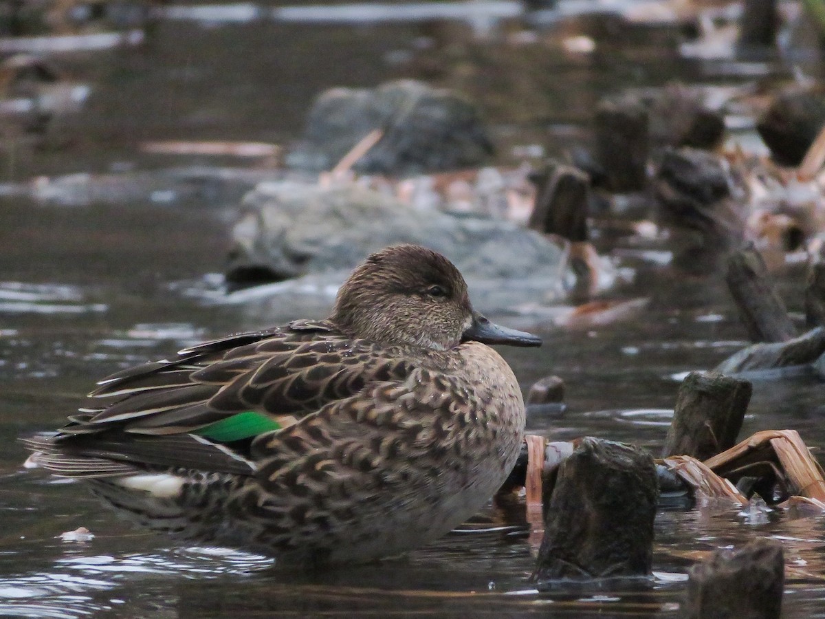 Green-winged Teal - ML613687215