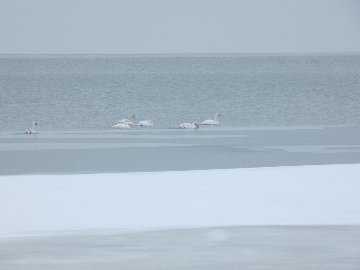 Mute Swan - ML613687298