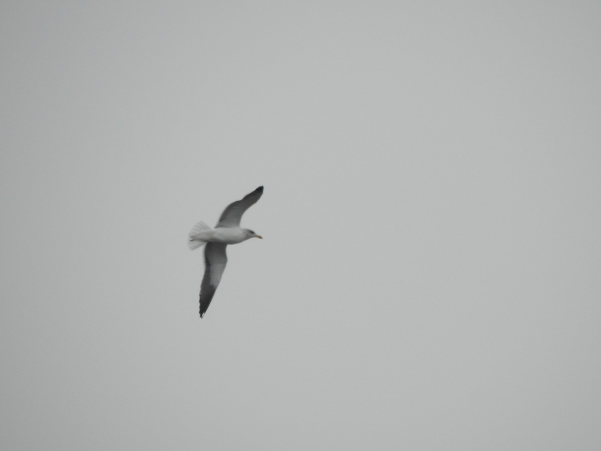 Lesser Black-backed Gull - ML613687318