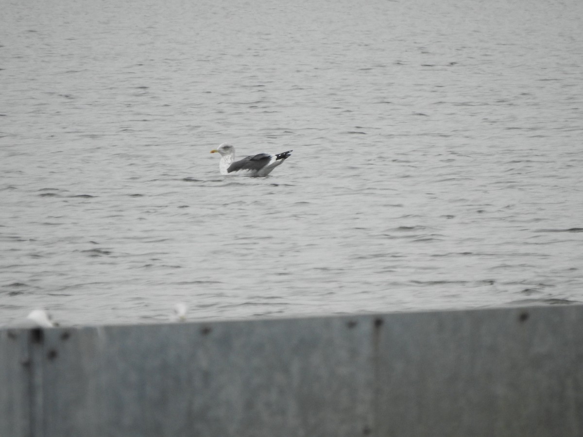 Lesser Black-backed Gull - ML613687319