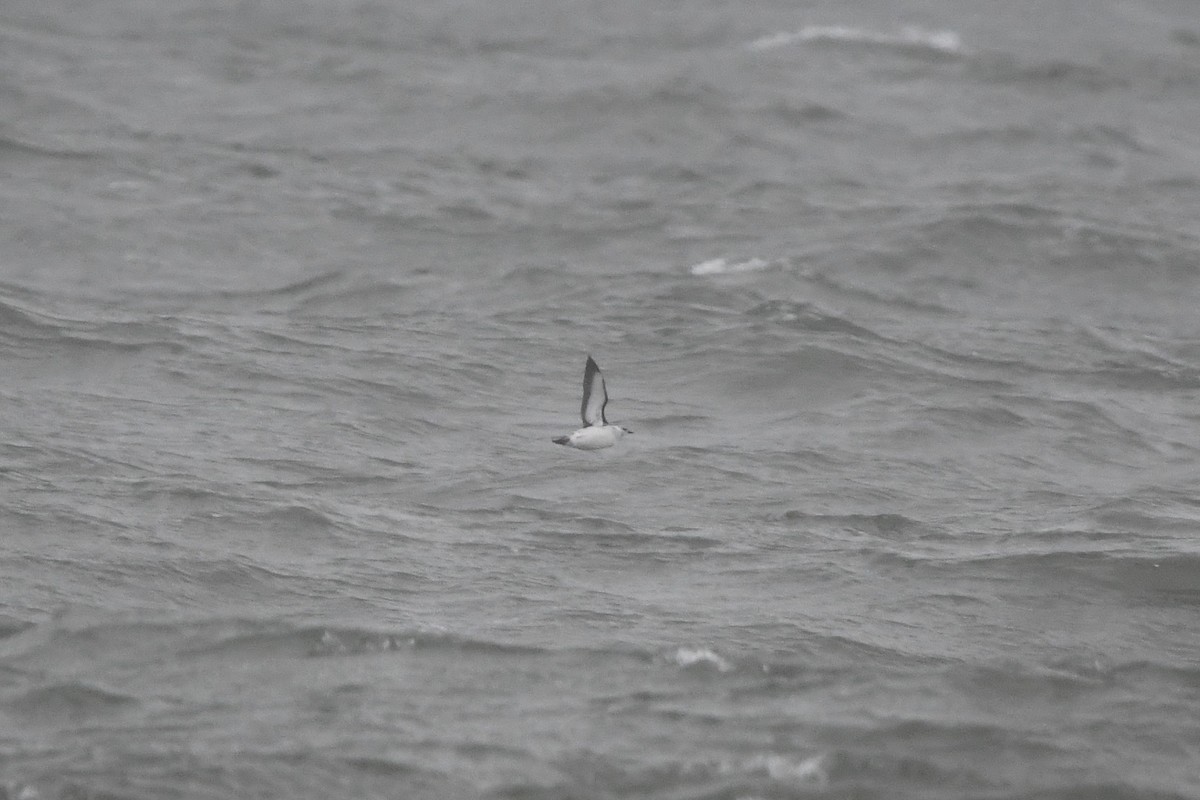 Black Guillemot (grylle Group) - ML613687386