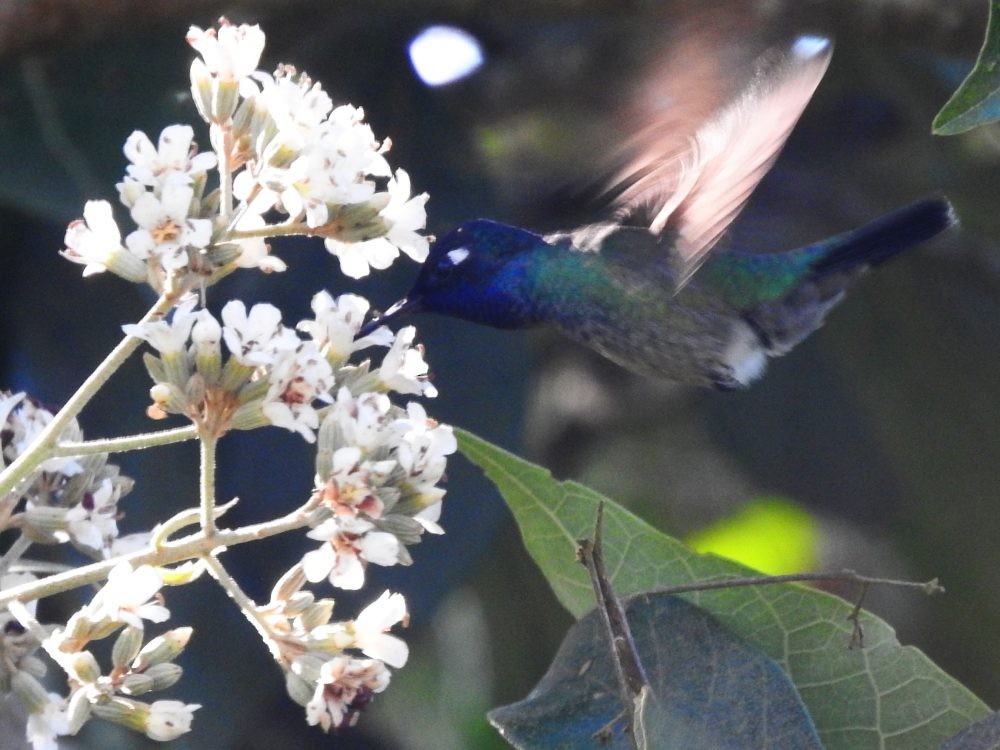Violet-headed Hummingbird - Fernando Nunes