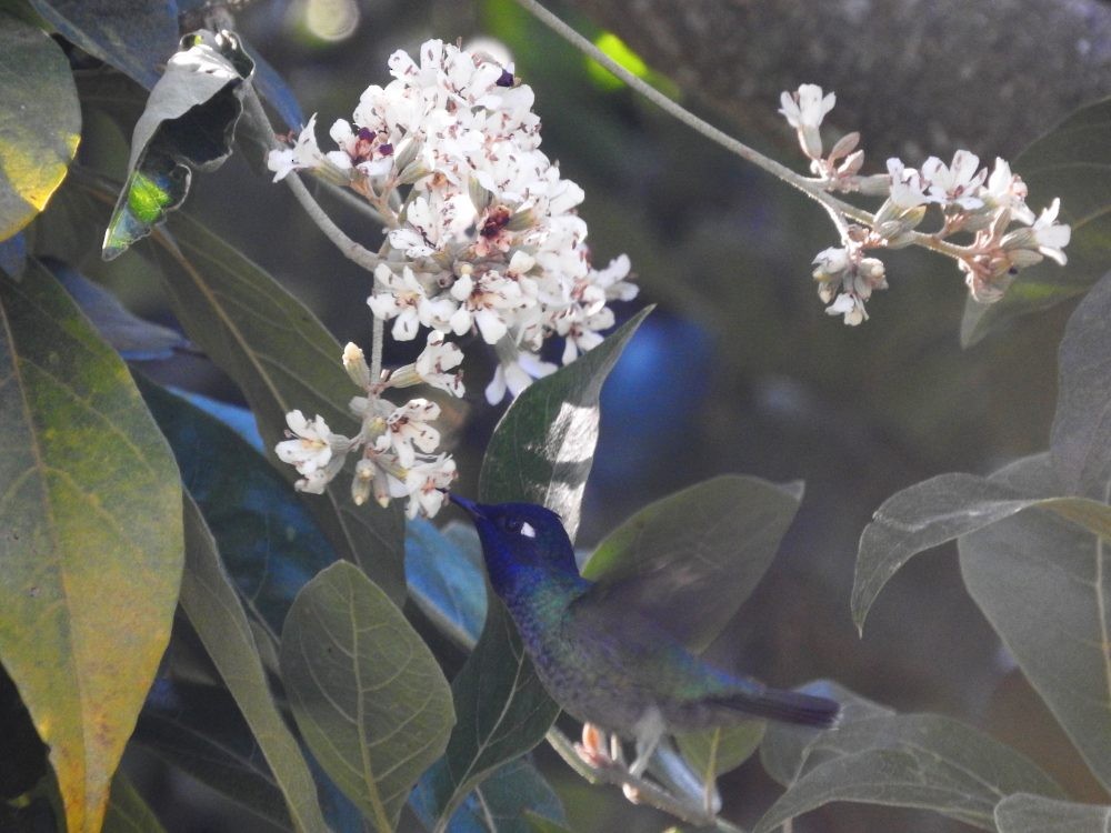 Violet-headed Hummingbird - ML613687408