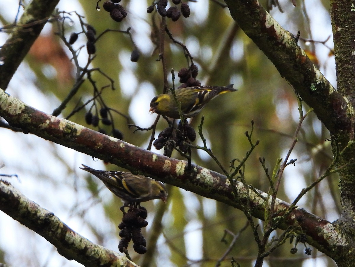 Eurasian Siskin - Eddie Williams