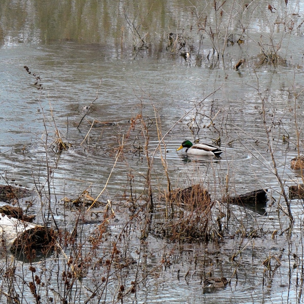 Mallard - Dragan Simic