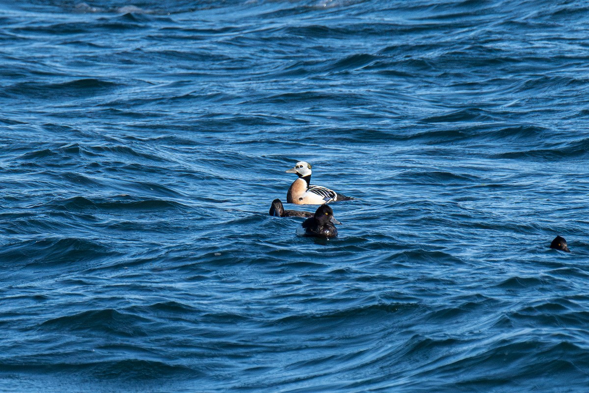 Steller's Eider - Abdulhakim Abdi