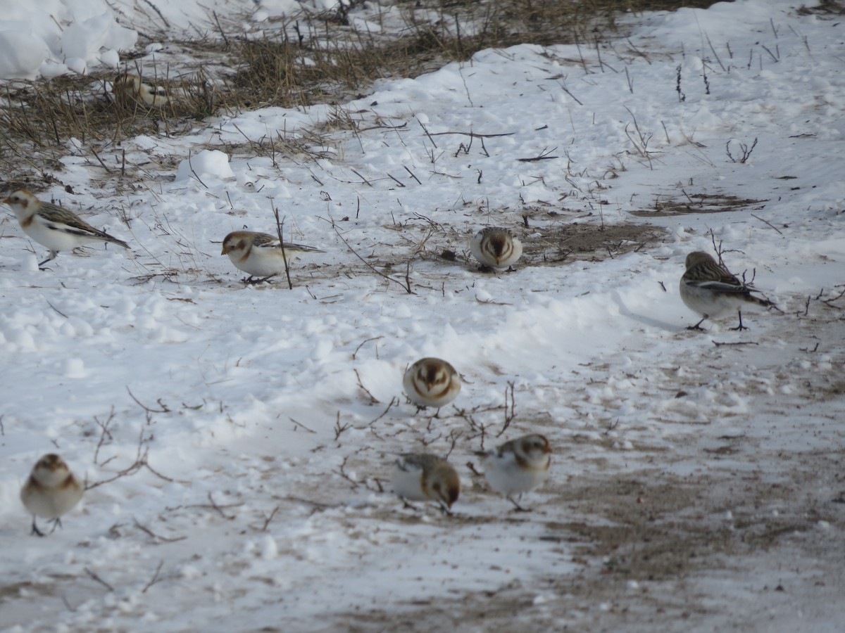 Snow Bunting - Ross Mueller