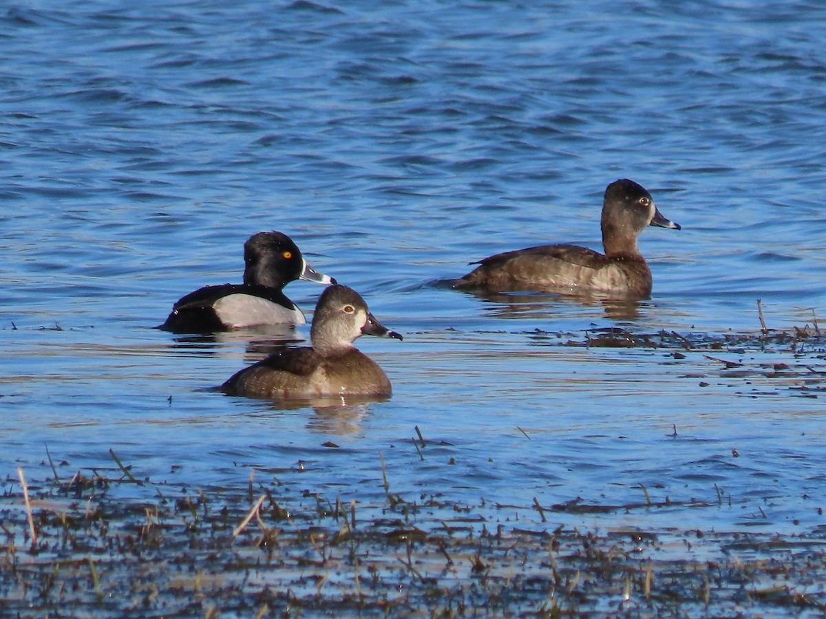 Ring-necked Duck - Anne (Webster) Leight