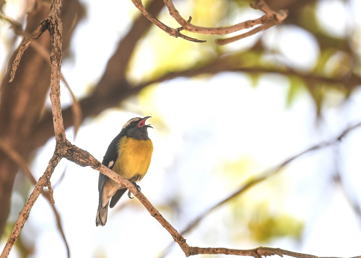 Bananaquit (Puerto Rico) - ML613687818