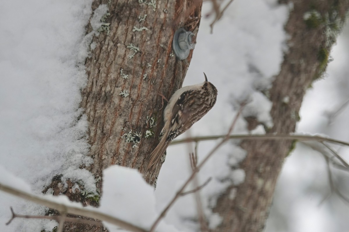 Brown Creeper - Carol Speck