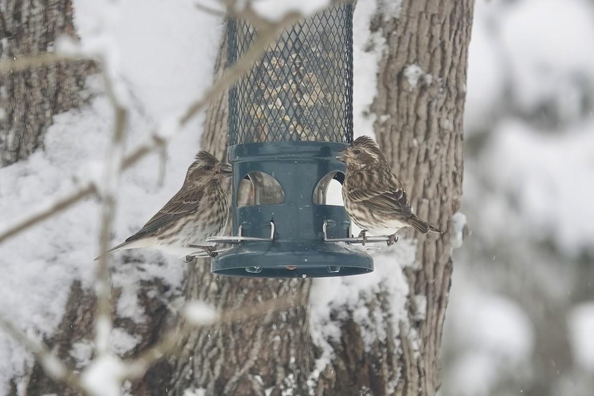 Purple Finch (Eastern) - Carol Speck