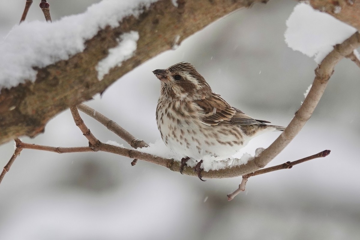 Purple Finch (Eastern) - Carol Speck