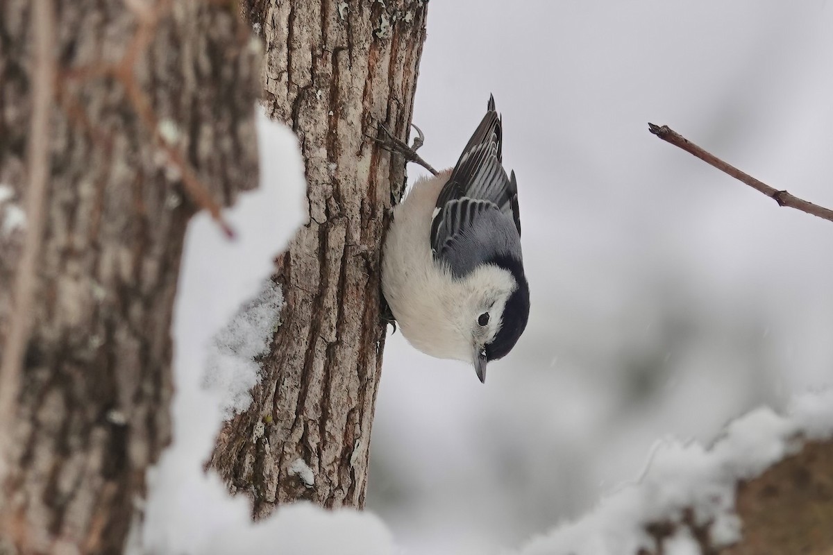 Beyaz Göğüslü Sıvacı (carolinensis) - ML613687937