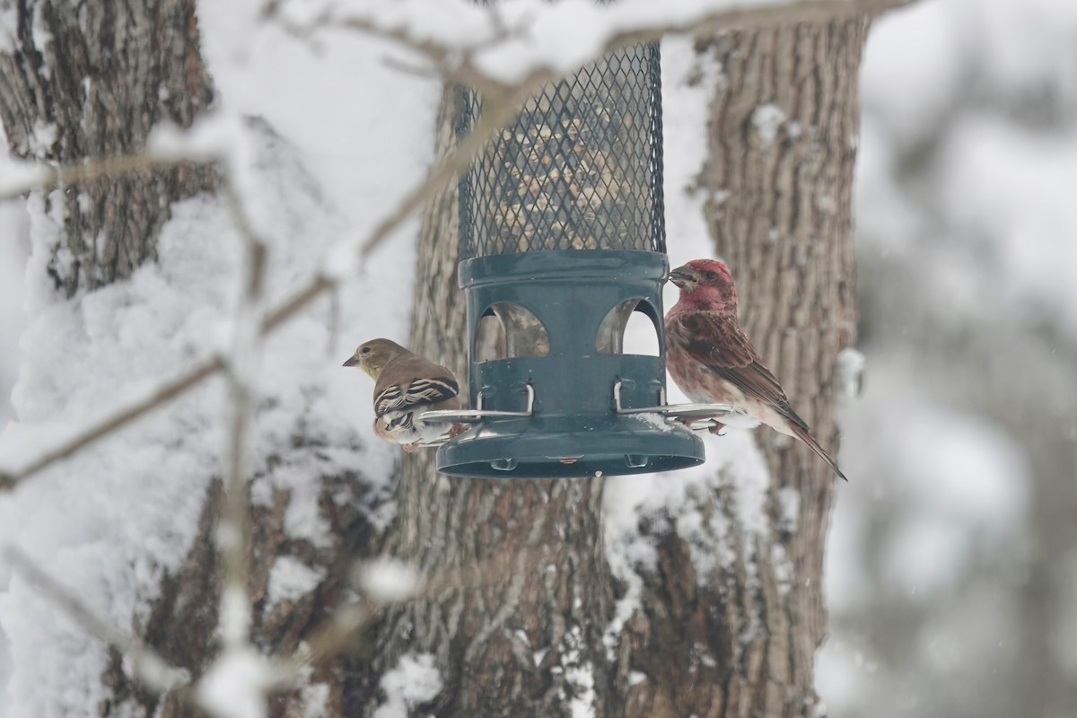 American Goldfinch - ML613687963