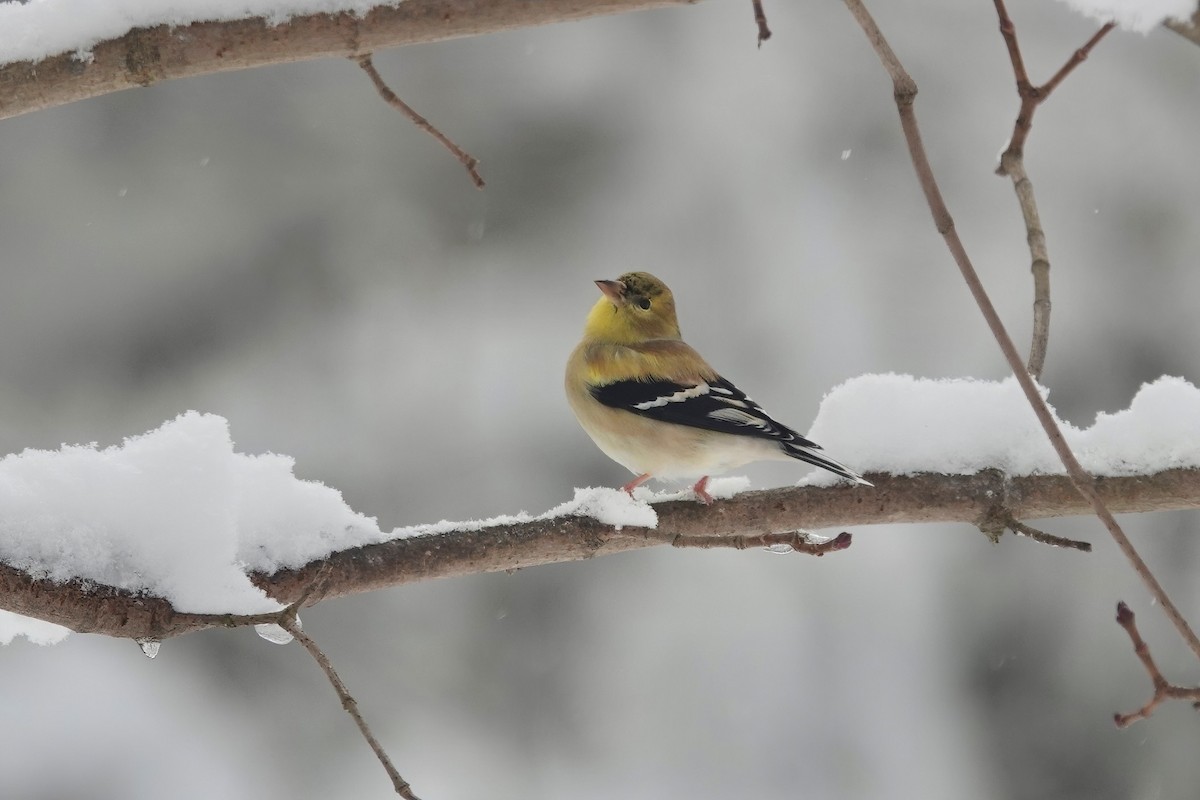 American Goldfinch - Carol Speck