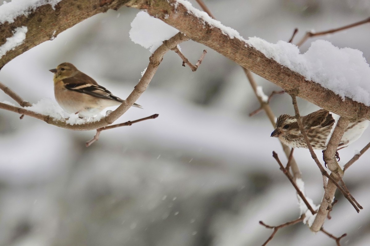 American Goldfinch - ML613687965